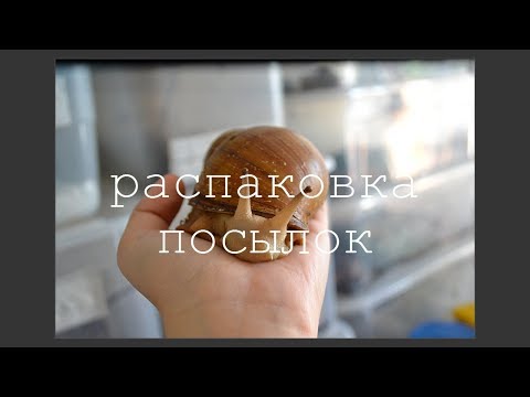 Видео: ЛЕТНЯЯ РАСПАКОВКА ПОСЫЛОК