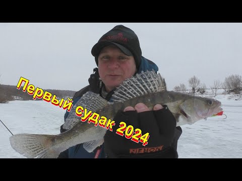 Видео: Первый судак 2024