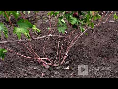 Видео: Огляд виноградника🍇