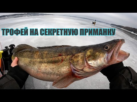 Видео: СЕКРЕТНАЯ ПРИМАНКА НА ТРОФЕЙНОГО СУДАКА! Ловля судака на Вибы. Зимняя рыбалка 2025, река Волга.