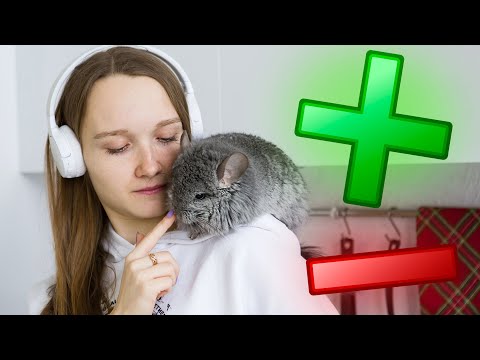 Видео: Плюсы и минусы Шиншилл