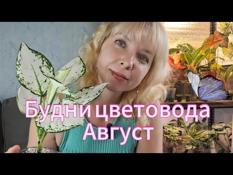 Видео: Будни цветовода. Август. Пересадка аглаонемы, хойи и небольшой обзор растений