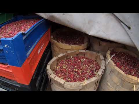 Видео: Машина в ремонте,сижу дома!!!