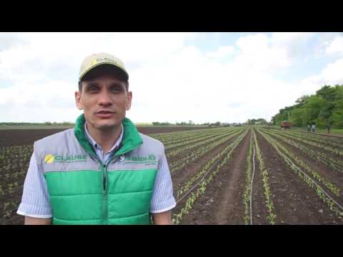 Видео: Выращивание перца Перец Геркулес видео от Clause