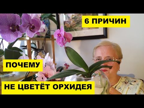 Видео: ШЕСТЬ ПРИЧИН ПОЧЕМУ НЕ ЦВЕТУТ ОРХИДЕИ