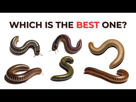 Видео: Какая многоножка лучше всего подходит в качестве домашнего питомца? Обзор различных видов многоножек