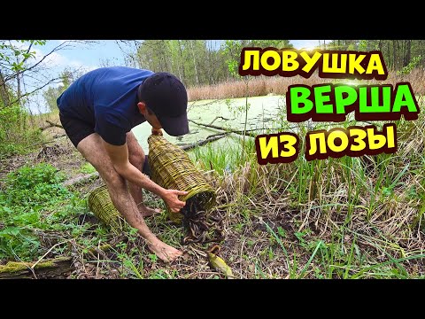 Видео: Ловушка верша морда из лозы.Как делали наши деды.Жесть улов!