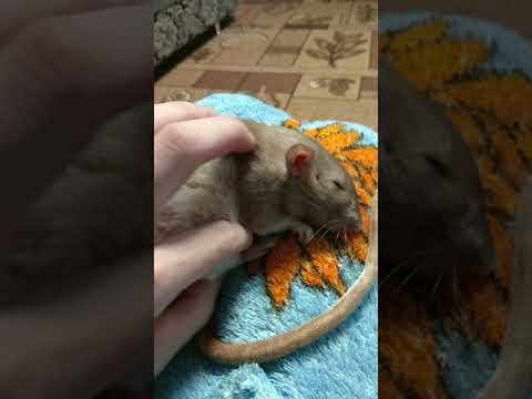 Видео: Старая крыса или больная? Как проходит старость у крыс.
