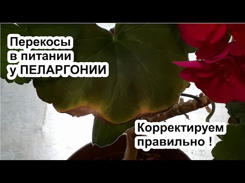 Видео: Тоже пятна на пеларгонии? Вылечите за один раз! Корректируем норму удобрений