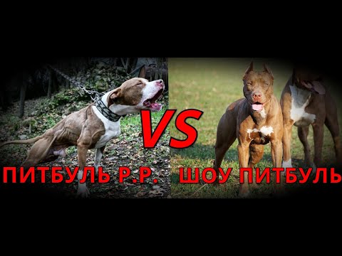Видео: ПИТБУЛЬ РР. VS ШОУ ПИТБУЛЬ.  КТО ЛУЧШЕ???  ДВА ЛАГЕРЯ!!!