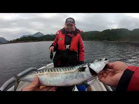 Видео: НОРВЕГИЯ 2022. Килограмовая скумбрия, первый #хек#люр#мольва#