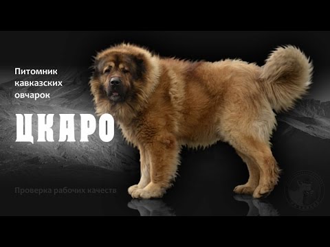 Видео: Питомник кавказских овчарок Цкаро - проверка рабочих качеств