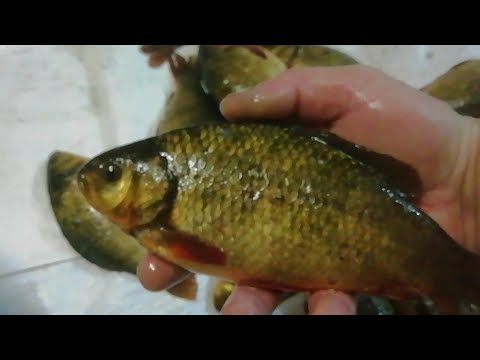 Видео: Зарыбил озеро на болоте.