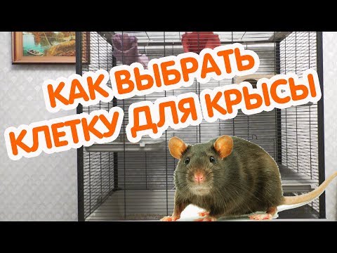 Видео: Выбор клетки для крыс. Новая клетка для крысы. Размер клетки для крысы