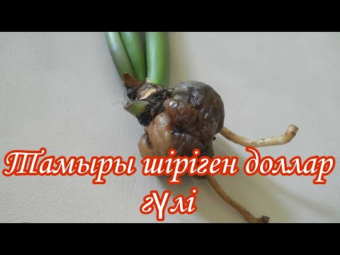 Видео: Тамыры шіріген доллар гүлі#гүл #үйгүлдері #долларгүлі