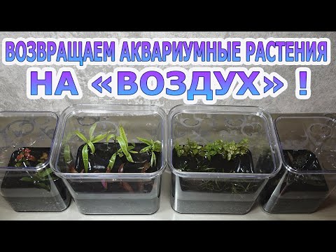 Видео: Возвращаем аквариумные растения на воздух!