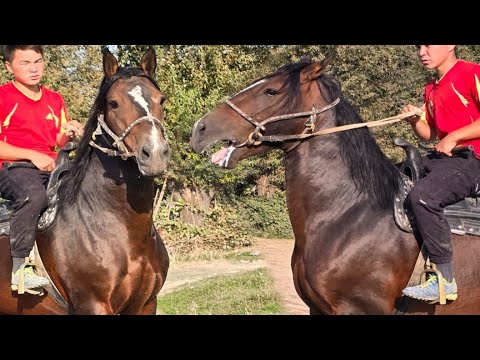 Видео: Лазер Жапалакта🔥