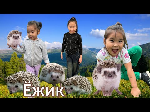Видео: Ёжиктар тауып алдык🦔🦔🦔