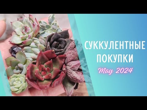 Видео: Распаковка суккулентов 🌱 Май 2024