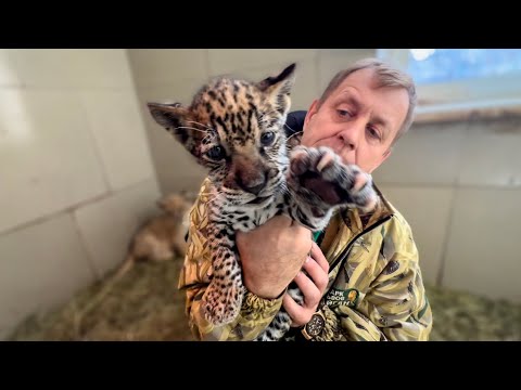 Видео: ТАК МИЛО! Львица зовёт маленького ягуарчика в домик!