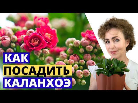 Видео: Размножение и посадка КАЛАНХОЭ