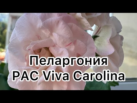 Видео: Сортовая пеларгония PAC Viva Carolina 🩷💜 #сортовыепеларгонии #цветы #цветыжизни