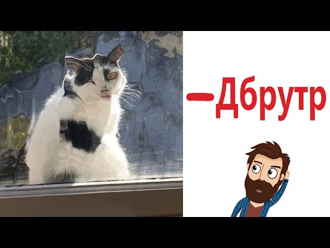 Видео: Приколы! 😱 ШКОЛЬНОЕ ДБРУТРО! Смешные видео - Доми шоу!