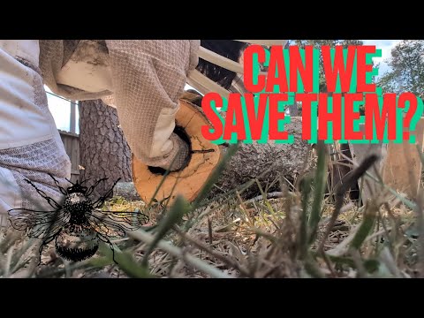 Видео: Миссия по спасению медоносных пчел | Могу ли я спасти этот улей?
