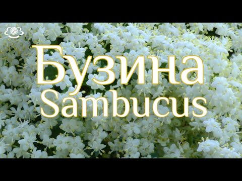 Видео: Бузина