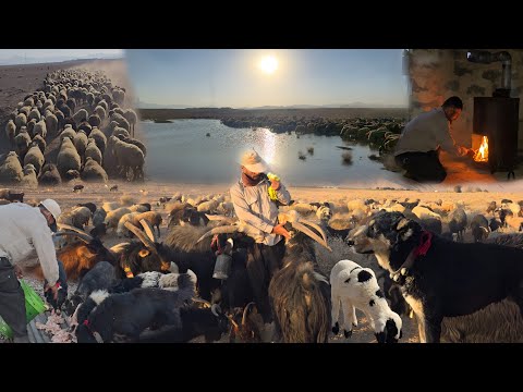 Видео: Экстремальные приключения кочевников 🐕 | Секреты пастушьих собак и жизни на сезонных пастбищах