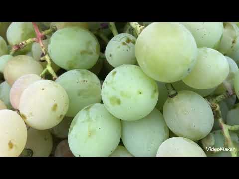 Видео: Последние тёплые дни на ДАЧЕ. Собираю яблоки и виноград.
