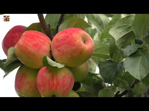 Видео: 🍎Урожай яблок в моём саду❗   2022 год.