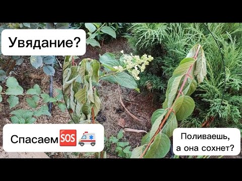 Видео: Гортензия опустила макушки и вянет на глазах? Вы поливаете, а лист теряет тонус и сохнет? Спасаем!