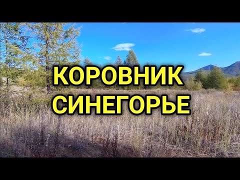 Видео: Что осталось от коровника в Синегорье.
