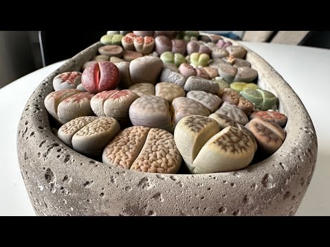 Видео: Литопс/ Lithops. Мои страшненькие литопсы. 22.02.2024.