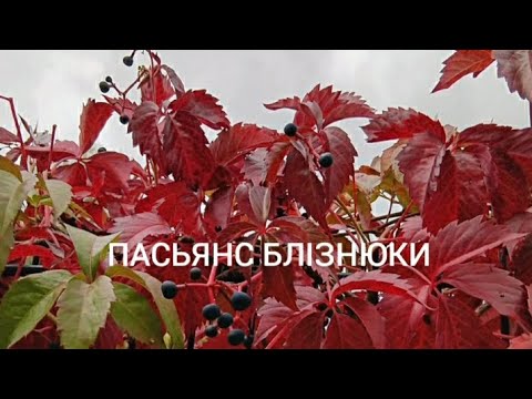 Видео: Пасьянс Близнята♊ 7-13.10.24🦉🦉🎯Таро