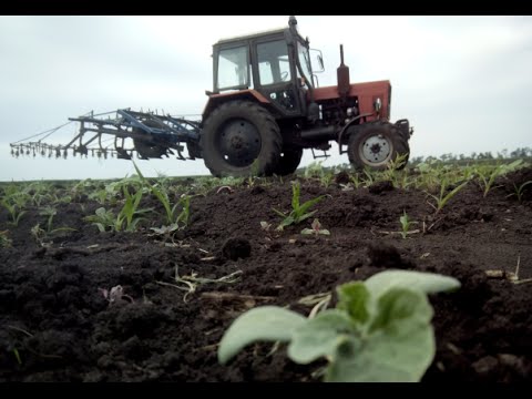 Видео: MTZ - 82 культивация междурядья на арбузах