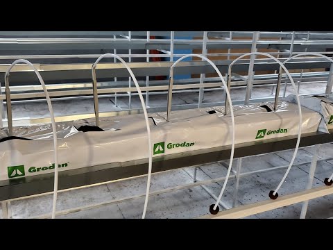 Видео: КЛУБНИКА. КАПЕЛЬНЫЙ ПОЛИВ НА МИН ВАТЕ GRODAN // ЗАПУСКАЕМ ЦЕХ ЗИМНЕЙ ЯГОДЫ