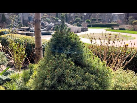 Видео: КАКИЕ РАСТЕНИЯ ИСПОЛЬЗОВАНЫ В ДИЗАЙНЕ УЧАСТКА ВОЗЛЕ ВХОДА В ДОМ: ОБЗОР! ПОСАДКА ПЕРЦА В ГРЯДКУ!