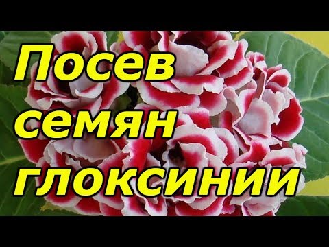 Видео: ГЛОКСИНИЮ СЕЕМ ТОЛЬКО ТАКИМ СПОСОБОМ!