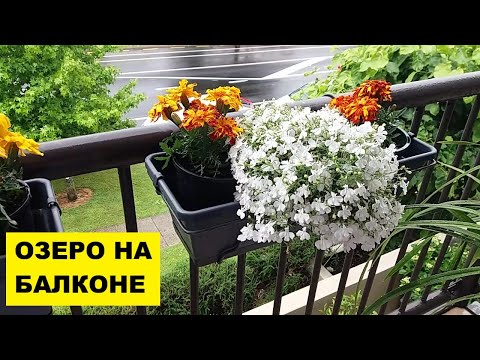 Видео: ОЗЕРО НА УТРЕННЕМ БАЛКОНЕ..КОГДА БУДУ ПЕРЕСАЖИВАТЬ ЦИМБИДИУМ