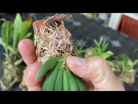 Видео: #орхидеи на блоке#Блочники- продолжение следует!!!