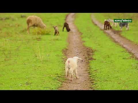 Видео: Қой шаруашылығындағы геномдық селекцияның тиімділігі