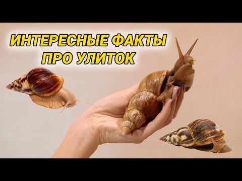 Видео: Интересные факты про улиток ахатин