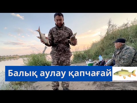 Видео: Сазан балық аулау Алматы Қапчағай