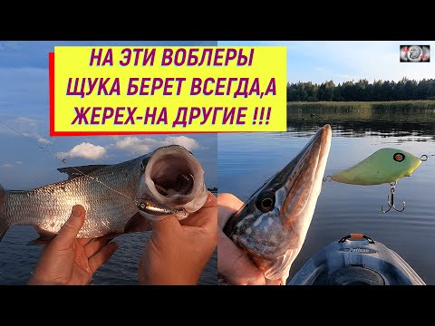 Видео: НА ЭТИ ВОБЛЕРЫ ЩУКА БЕРЕТ ВСЕГДА , А ЖЕРЕХ-НА ДРУГИЕ !!!#рыбалка #fishing #wedkowanie