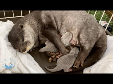 Видео: Выдра родила!