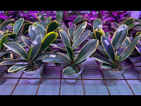 Видео: 🌸 ПРОДАЖА ОРХИДЕЙ 11.08.25г. Обзор подростков орхидей из Азии в наличии. Орхидеи почтой.
