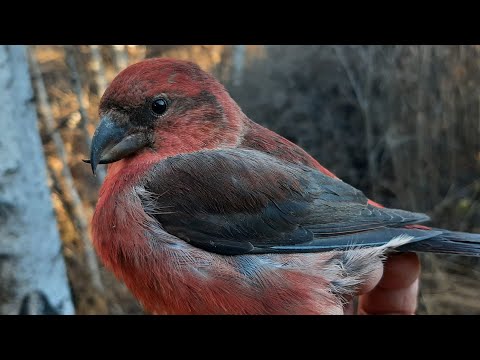 Видео: ЛОВЛЯ КЛЕСТОВ, ЩУРОВ, СЕРЫХ СНЕГИРЕЙ👍25.10.23.