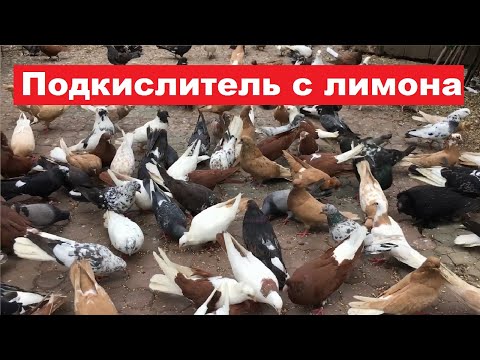 Видео: Лимонный сок, в качестве подкислителя воды для голубей